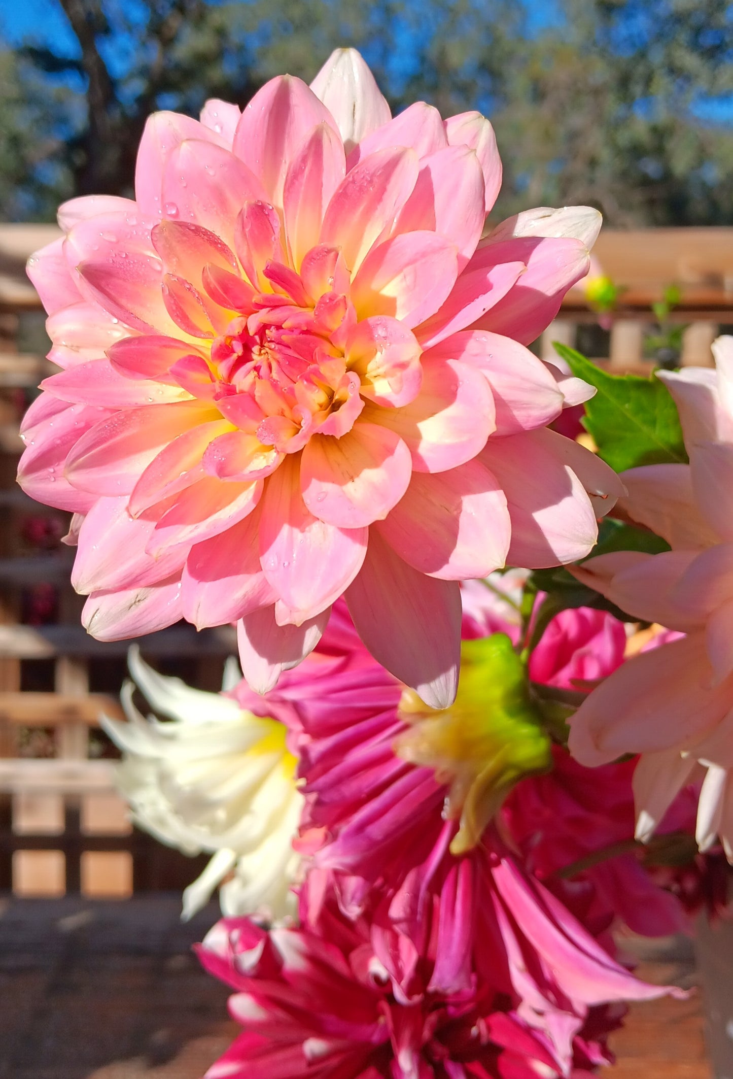 8 Weeks of Dahlia Saturday Bouquets